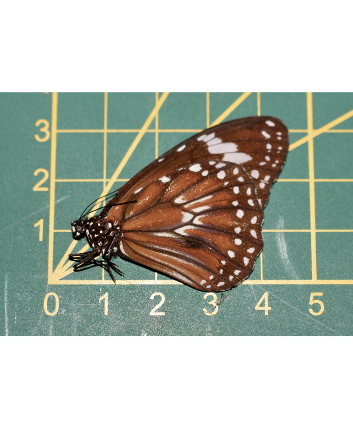 Dadaus affinis philene ongeprepareerd 