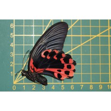 Papilio rumanzovia semperinus ongeprepareerd
