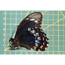 Papilio grambrisius buruanus ongeprepareerd