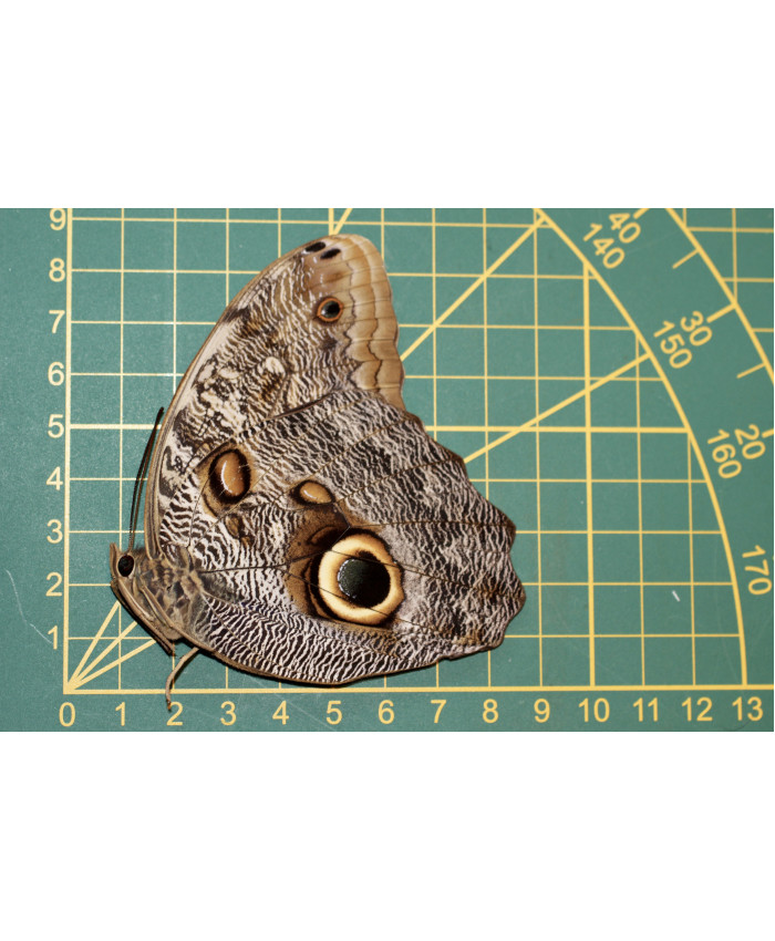 Caligo brasilienensis sulanus ongeprepareerd