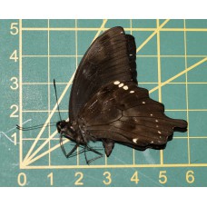 Papilio epiphorbas ongeprepareerd 