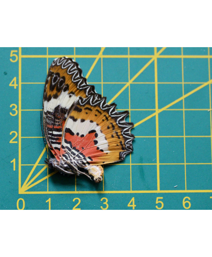 Cethosia hypsea hypsina ongeprepareerd