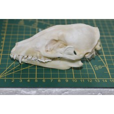 schedel wasbeer